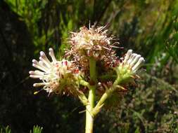 Sivun Serruria elongata (Berg.) R. Br. kuva