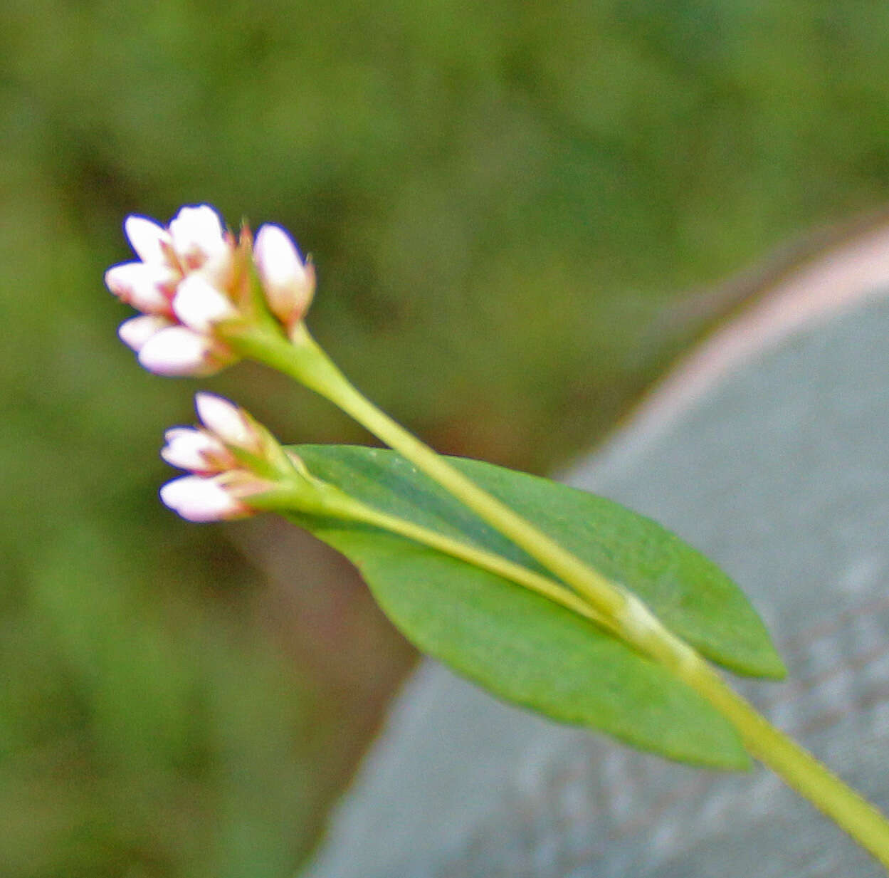 Persicaria sagittata (L.) H. Gross resmi