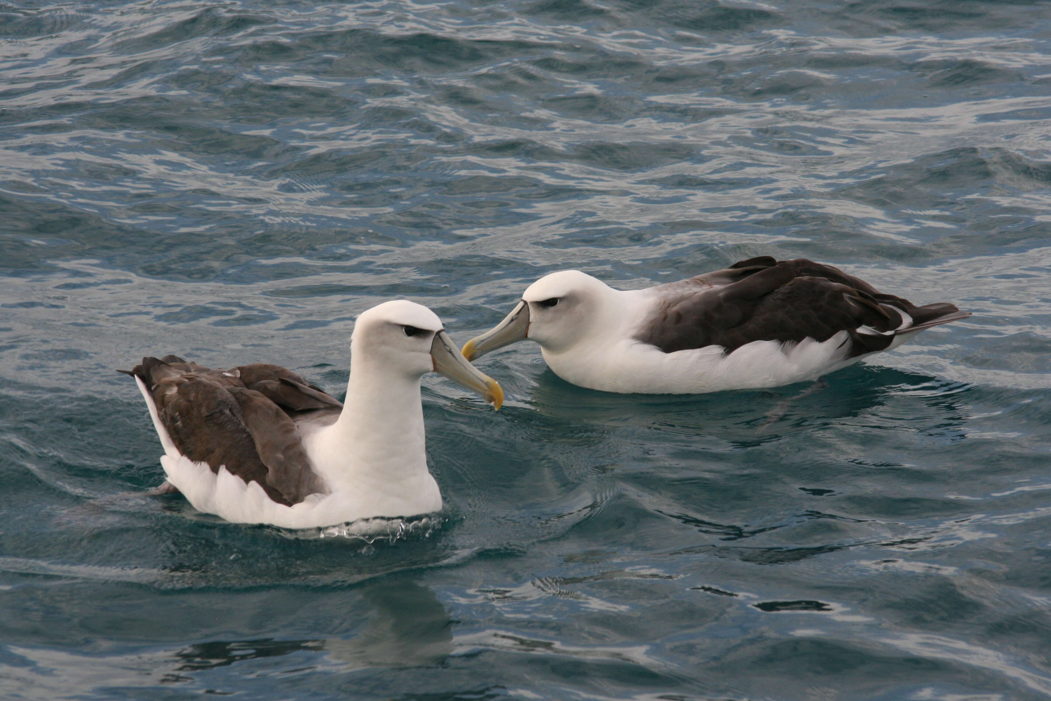 Image of Shy Albatross