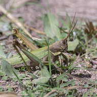 Image of Coryacris angustipennis (Bruner & L. 1900)