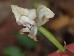 Image of Disperis lindleyana Rchb. fil.