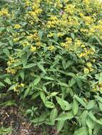 Lysimachia fraseri Duby resmi