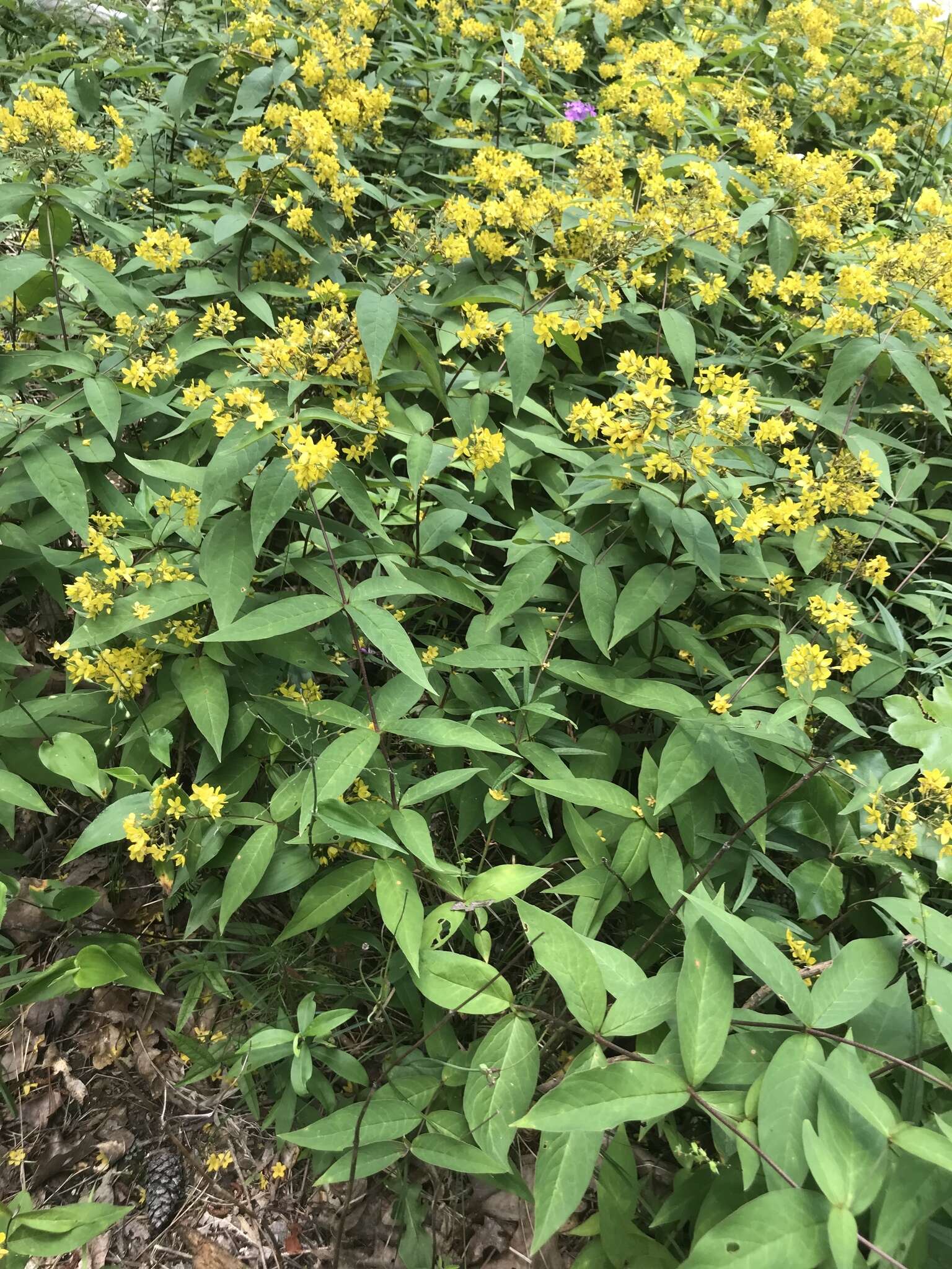 Image of Fraser's yellow loosestrife