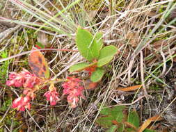 Image de Gaultheria glomerata (Cavanilles) Sleumer