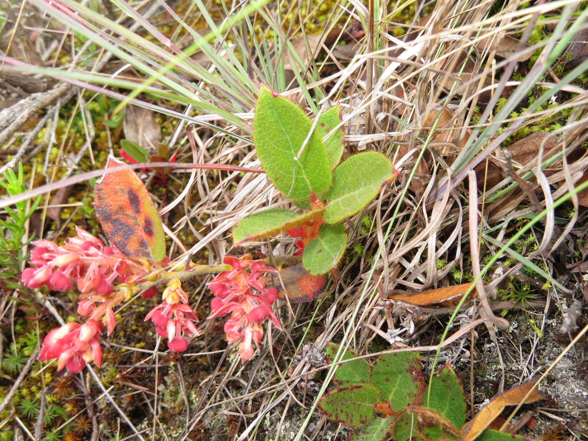 Image de Gaultheria glomerata (Cavanilles) Sleumer