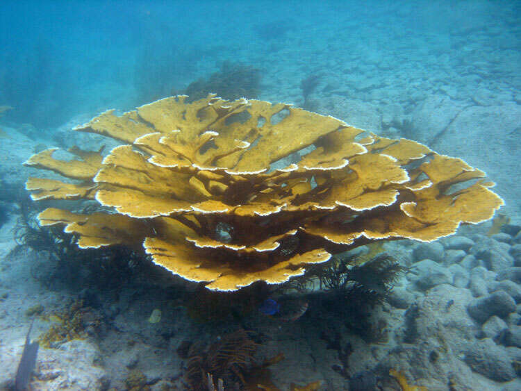 Image of Elkhorn Coral