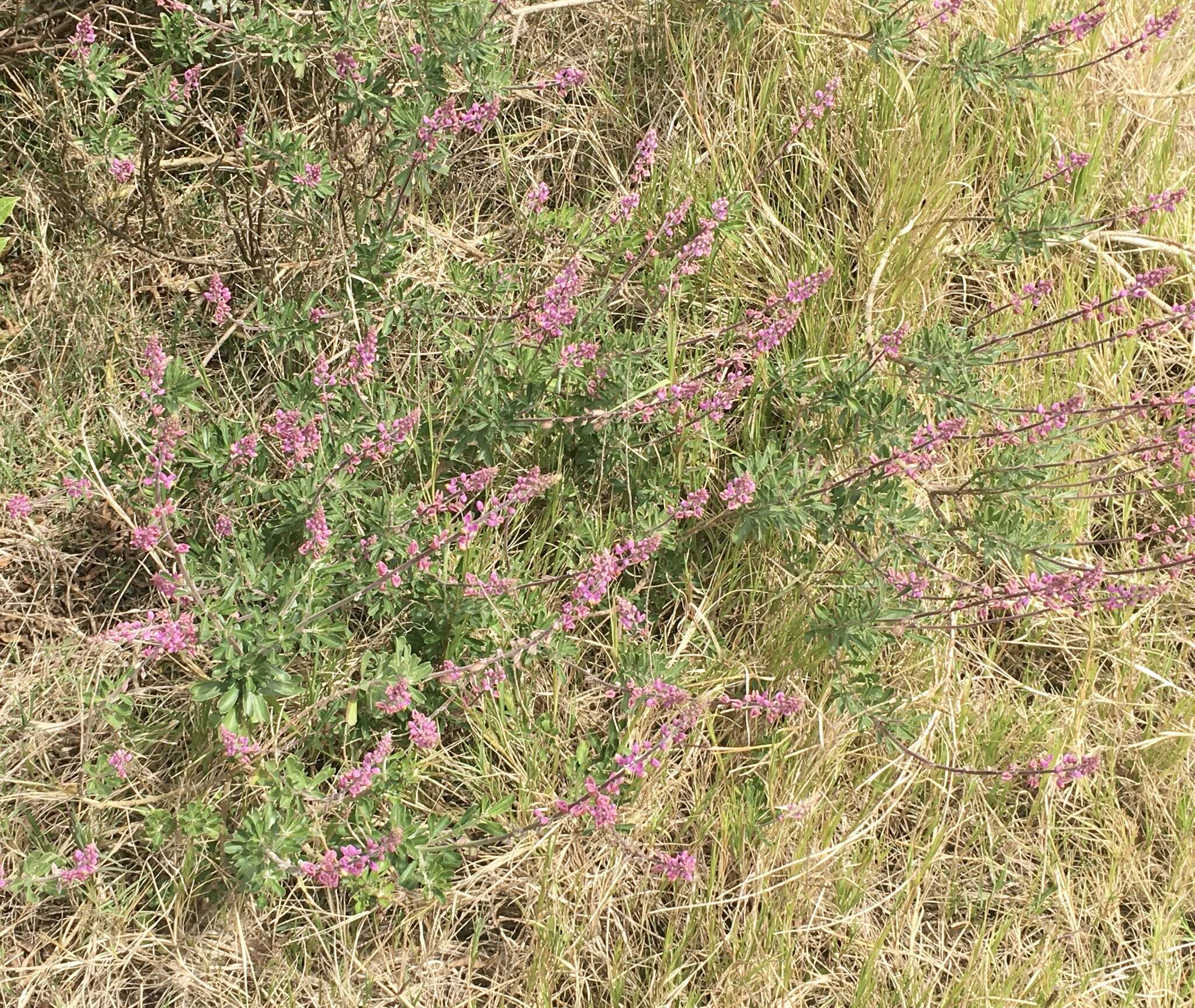 Image of Monnina cuneata A. St.-Hil.