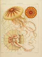 Image of Discomedusae Haeckel 1880