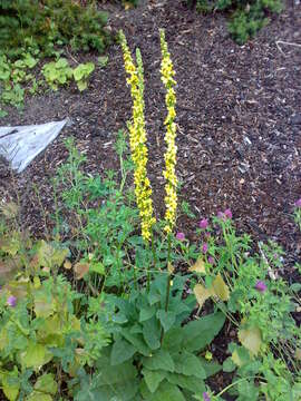 Verbascum nigrum L. resmi