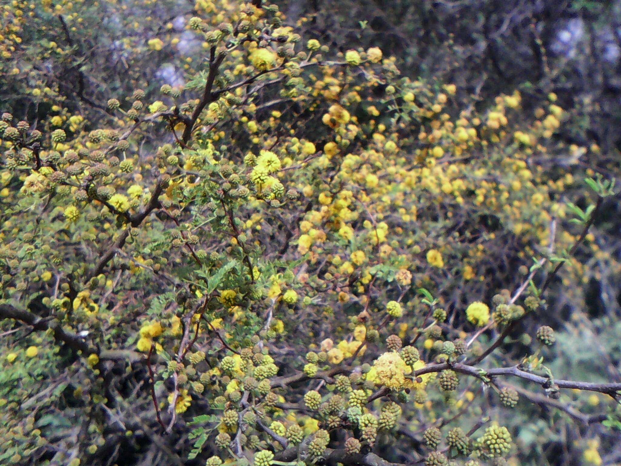 Слика од Vachellia farnesiana (L.) Wight & Arn.