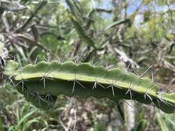 Image of leptocereus