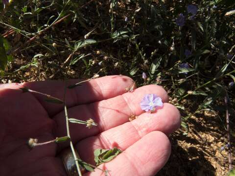 Image of wild dwarf morning-glory