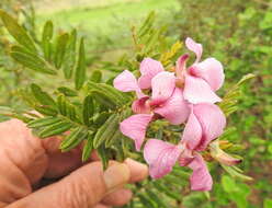 Image of Virgilia oroboides subsp. ferruginea B.-E. van Wyk