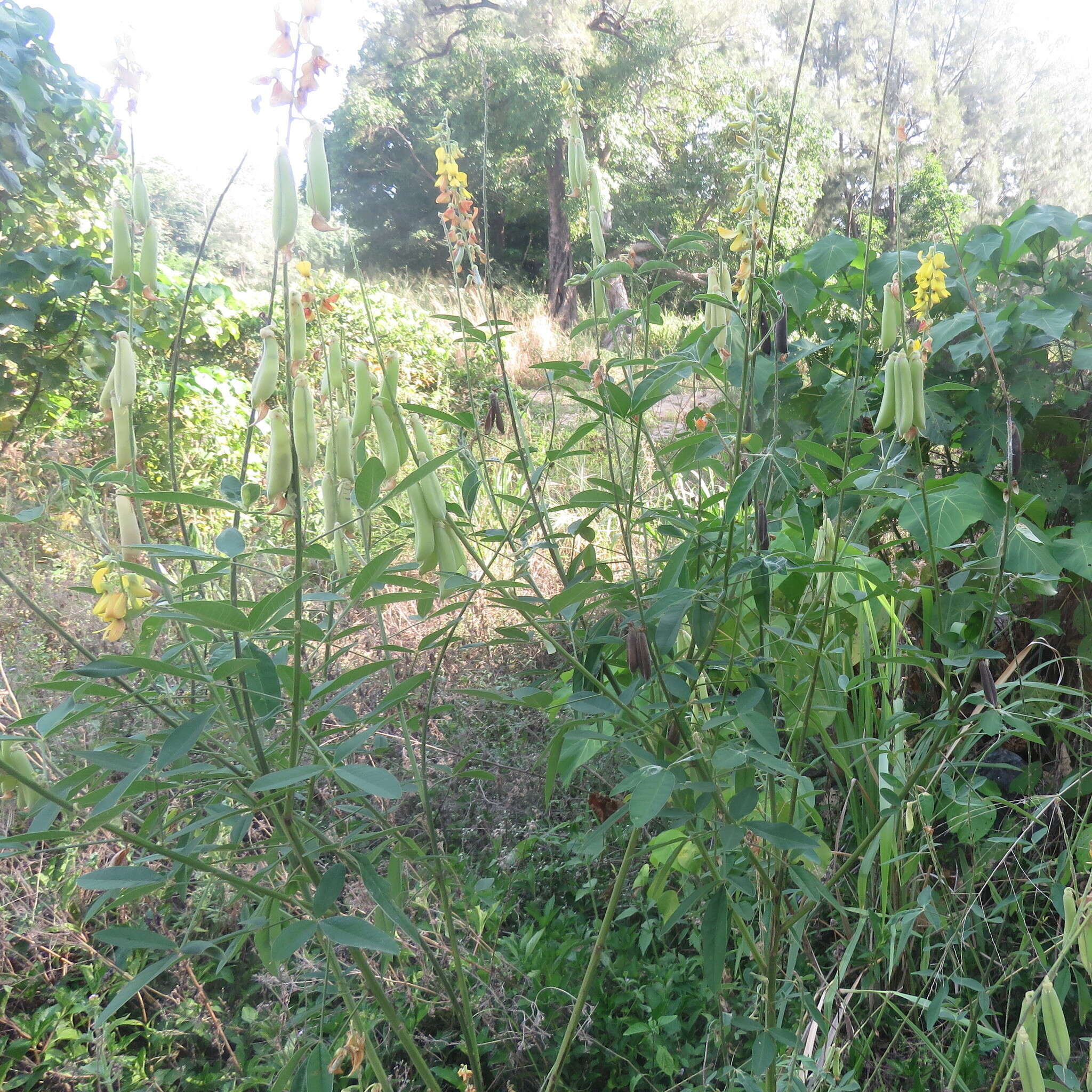 Image of West Indian rattlebox