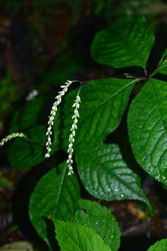 Image of Chloranthus henryi Hemsl.