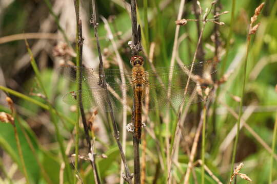 Image of Rainpool Gliders