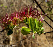 Image of Combretum violaceum (Tul.) C. C. H. Jongkind