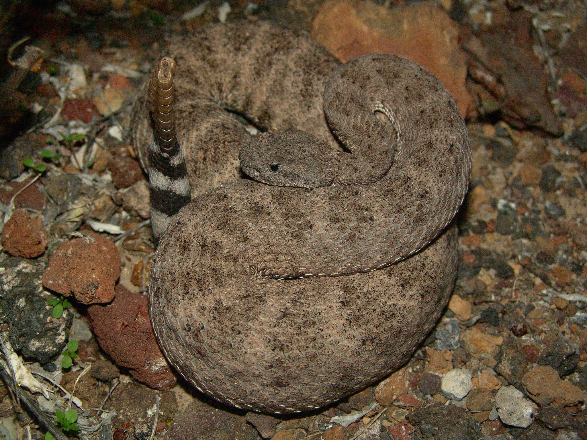 صورة Crotalus mitchellii (Cope 1861)