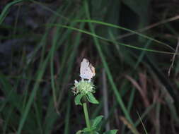 Image de Anthene lunulata (Trimen 1894)