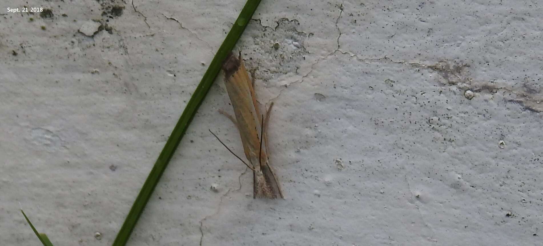 Image of Agriphila aeneociliella Eversmann 1844