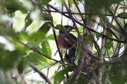 Image of Gabon Coucal