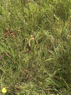 Image of toothache grass