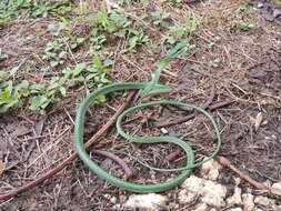 Image of Green Parrot Snake