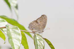 Plancia ëd Junonia atlites Linnaeus 1763