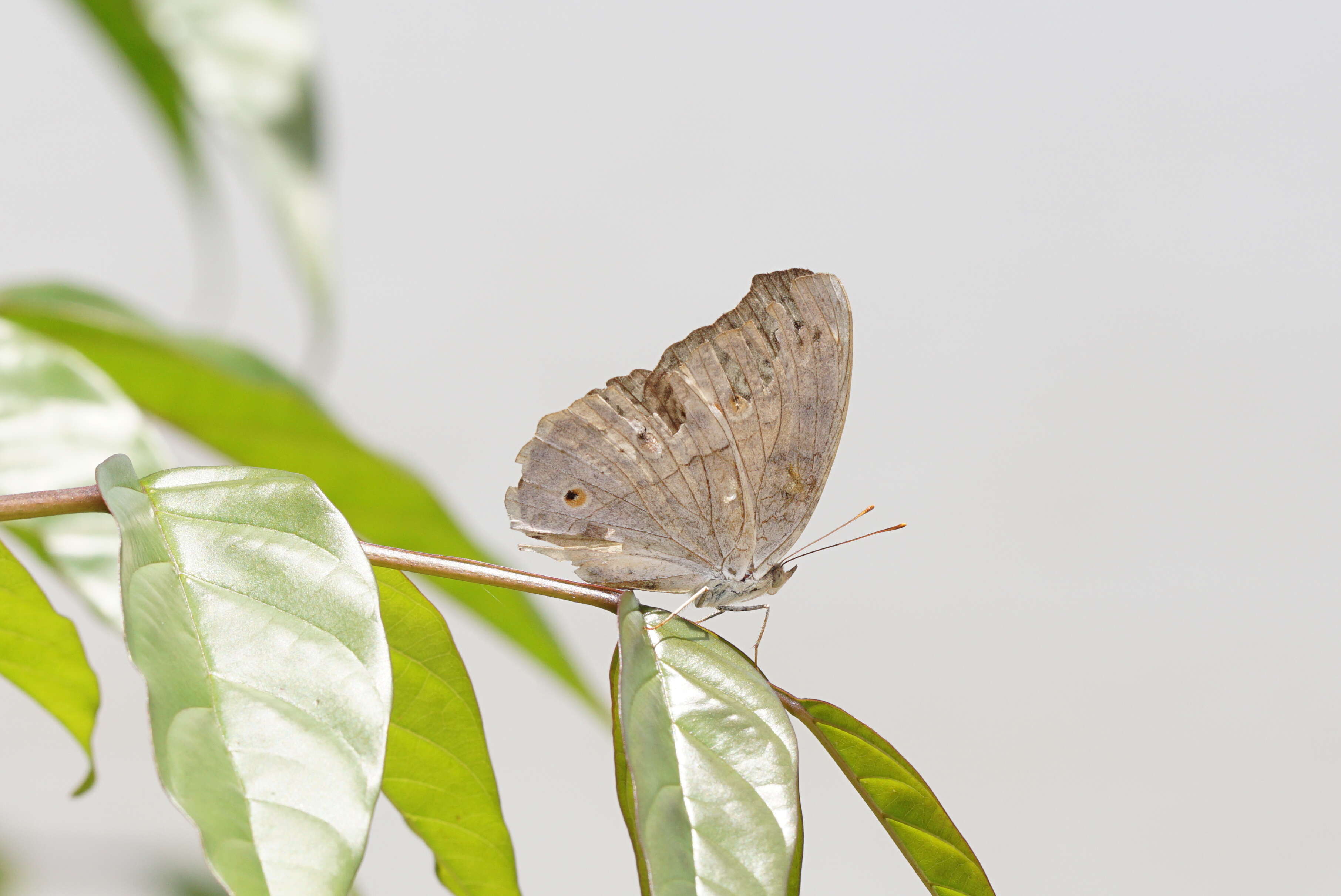 Plancia ëd Junonia atlites Linnaeus 1763