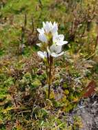 Imagem de Gentianella diemensis (Griseb.) J. H. Willis