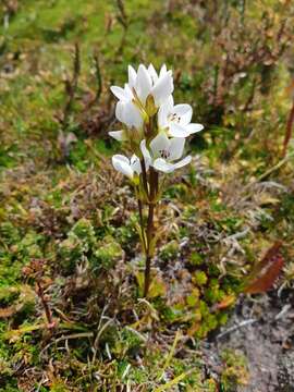 Image of Gentianella diemensis (Griseb.) J. H. Willis