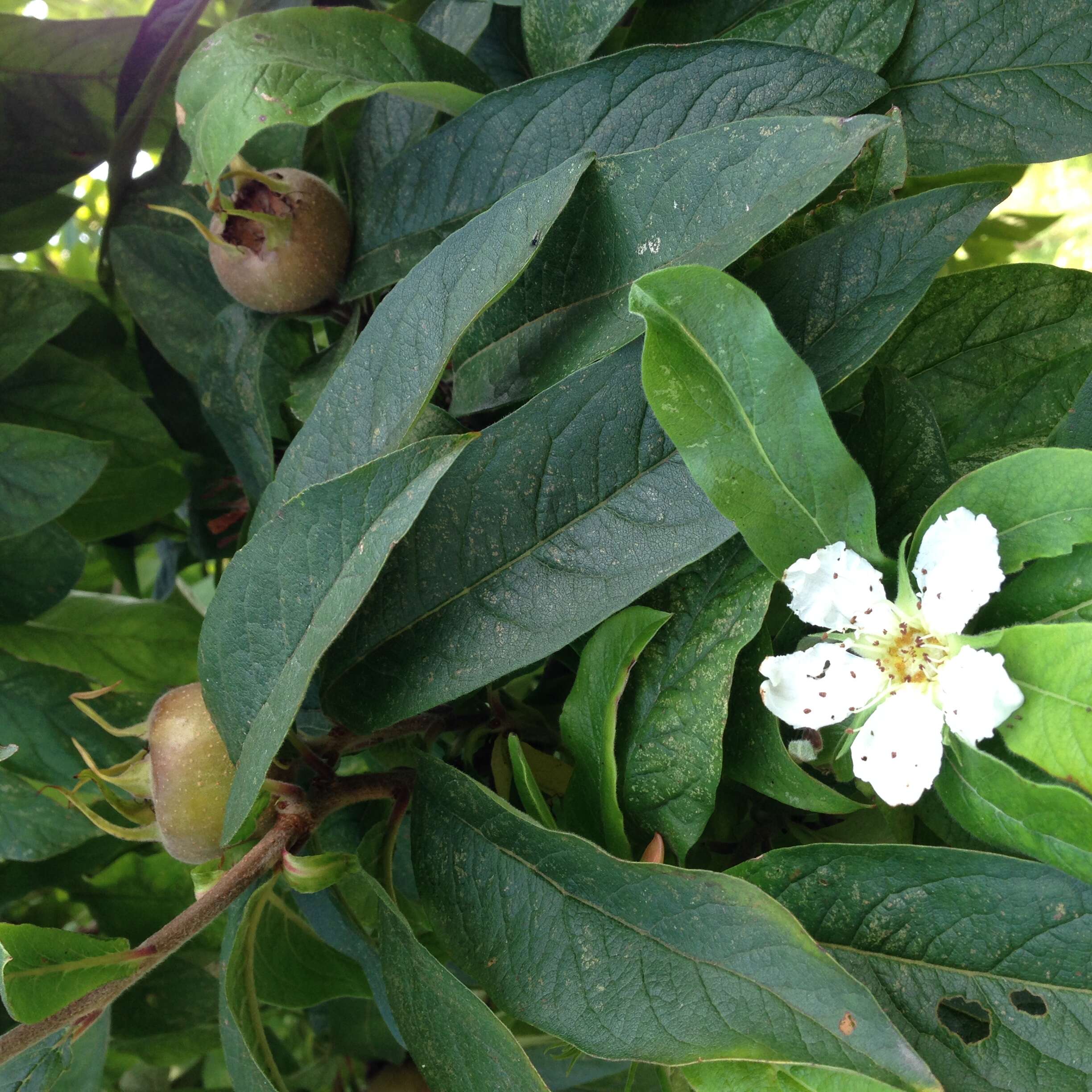 Image of Medlar