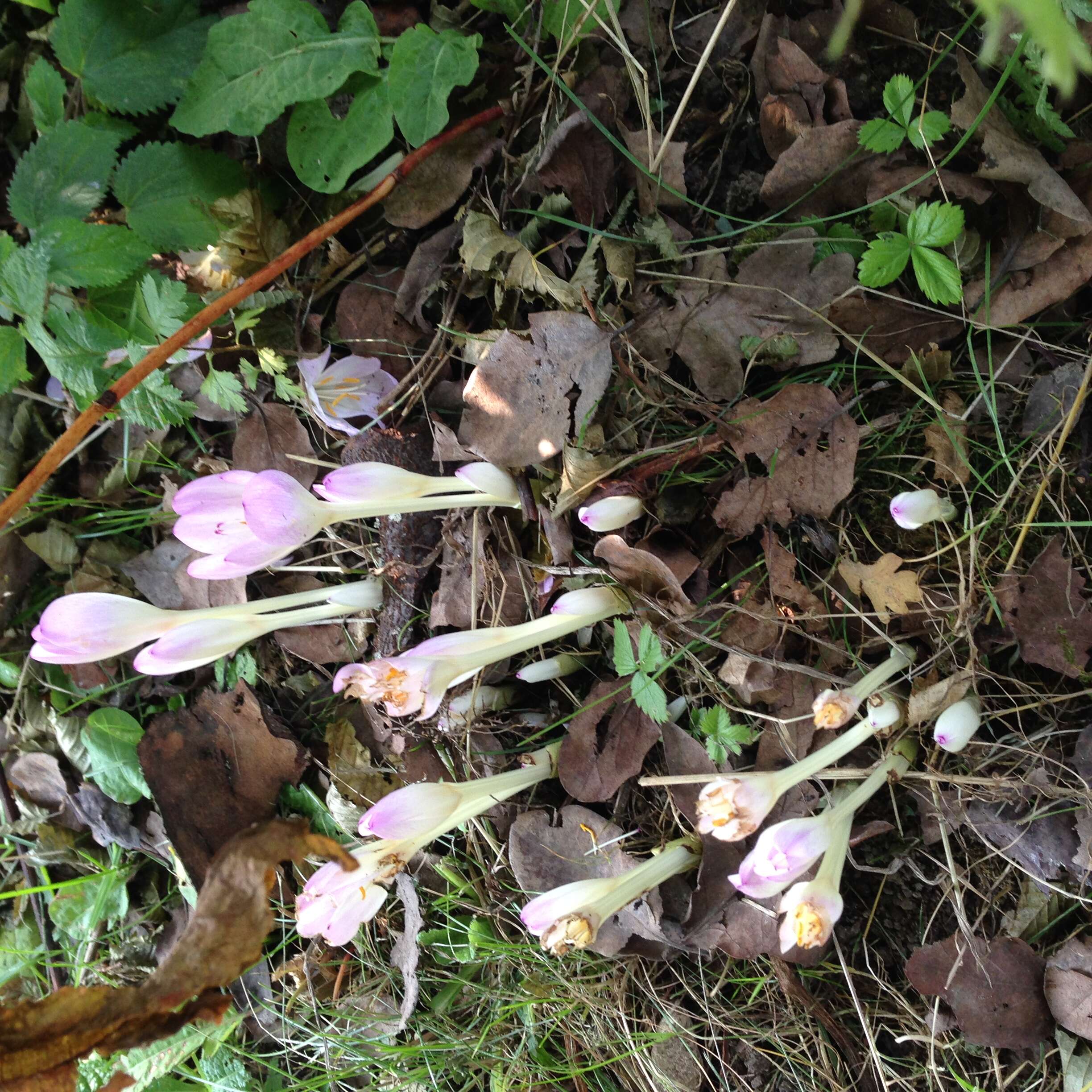 Image of Autumn crocus