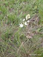 Image of Ornithogalum fischerianum Krasch.