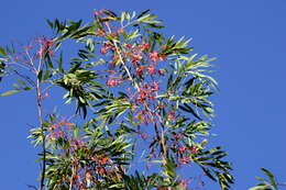 Image of Grevillea heliosperma R. Br.