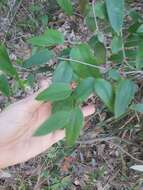 Image of Smilax glyciphylla Sm.