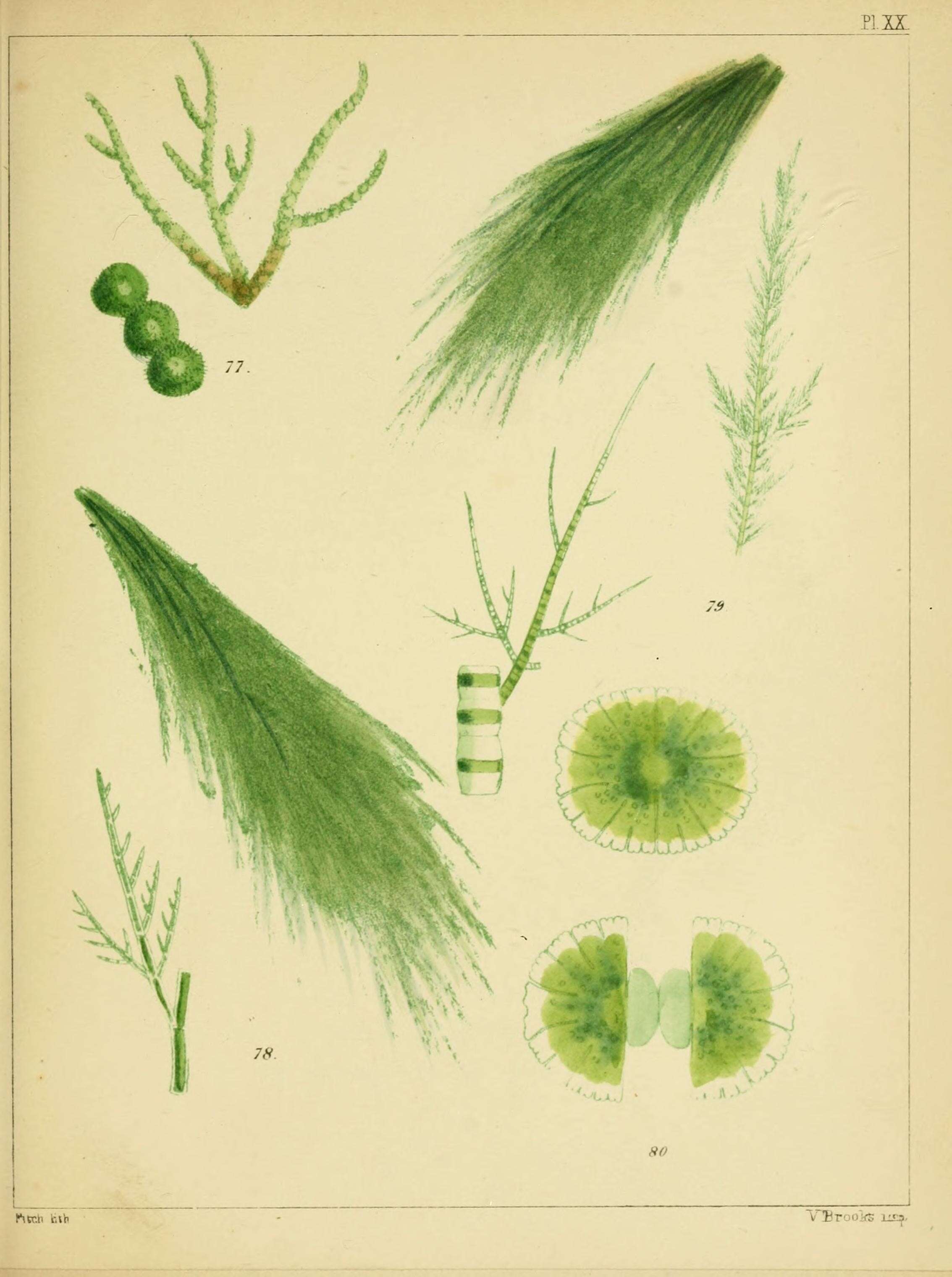 Image of Micrasterias C. Agardh ex Ralfs 1848