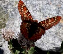 Euphydryas chalcedona sierra (W. G. Wright 1905)的圖片