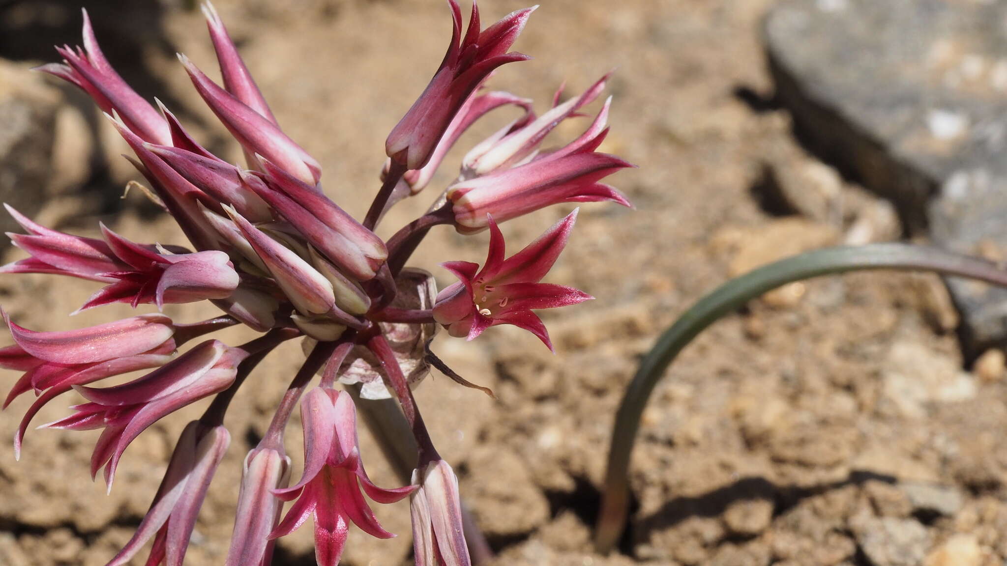 Image of Parish's onion