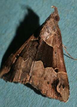 Image of Hypena gonospilalis Walker 1866