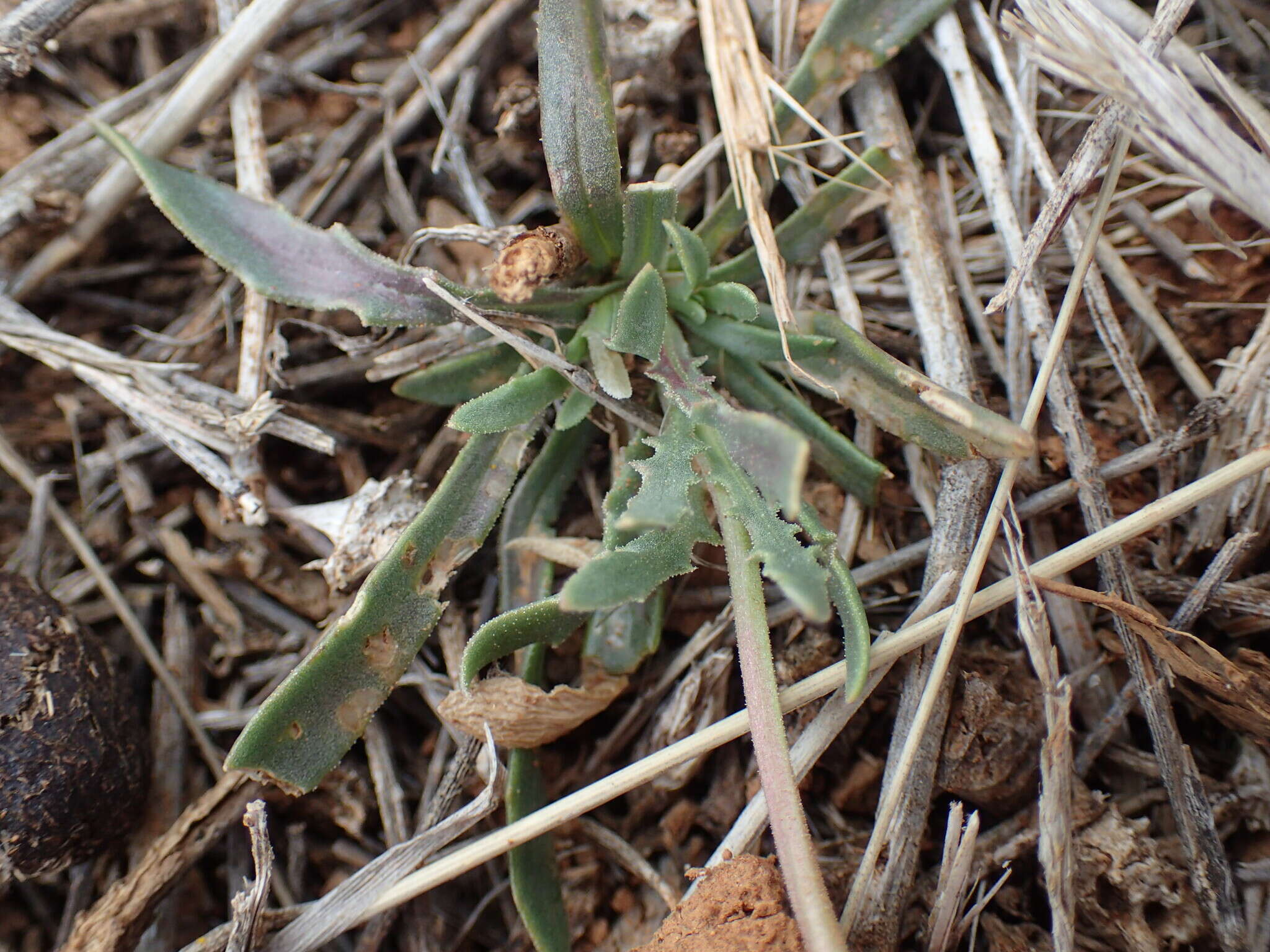 Image of White Dimorphotheca