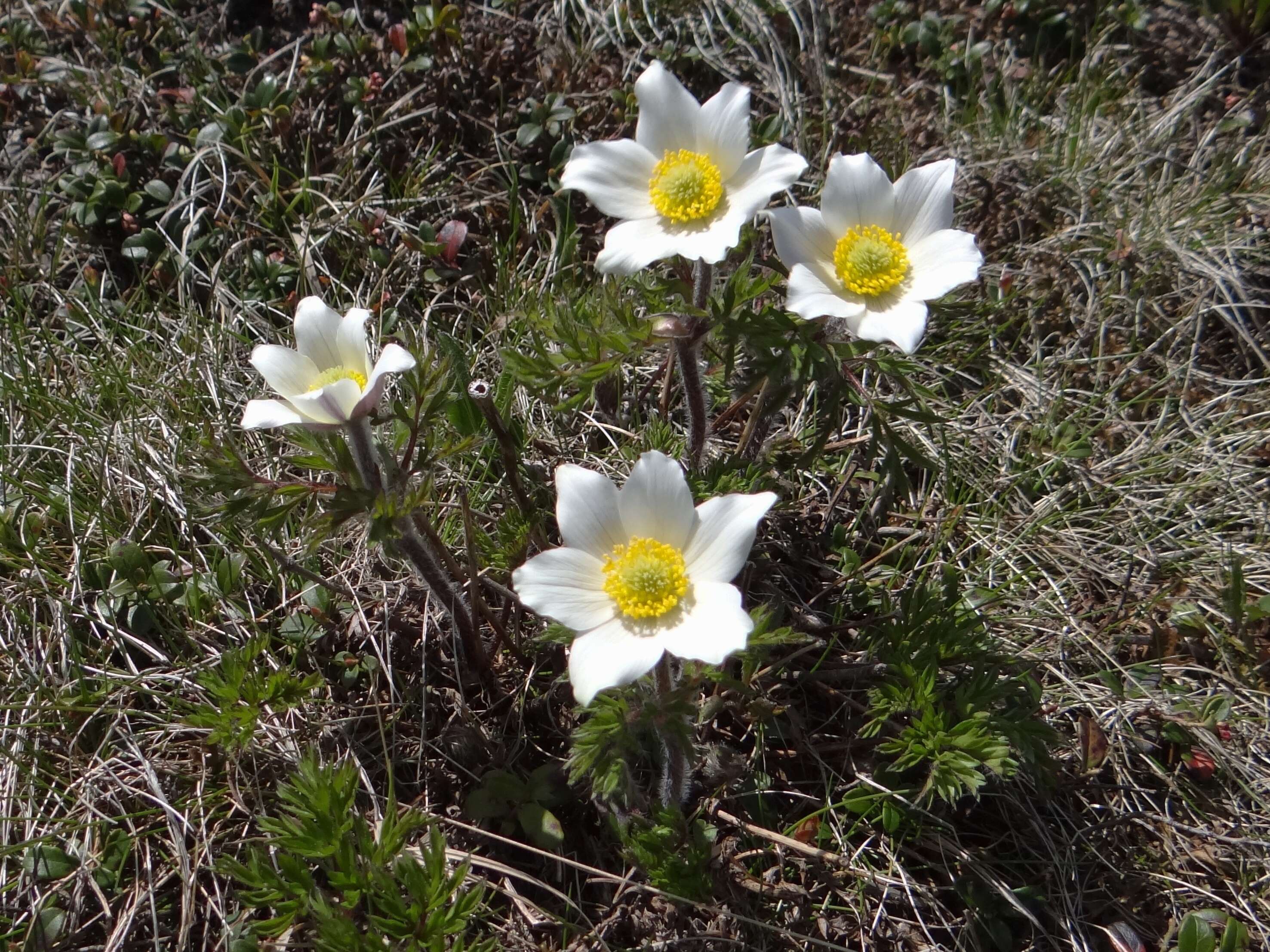 Image of alpine anemone