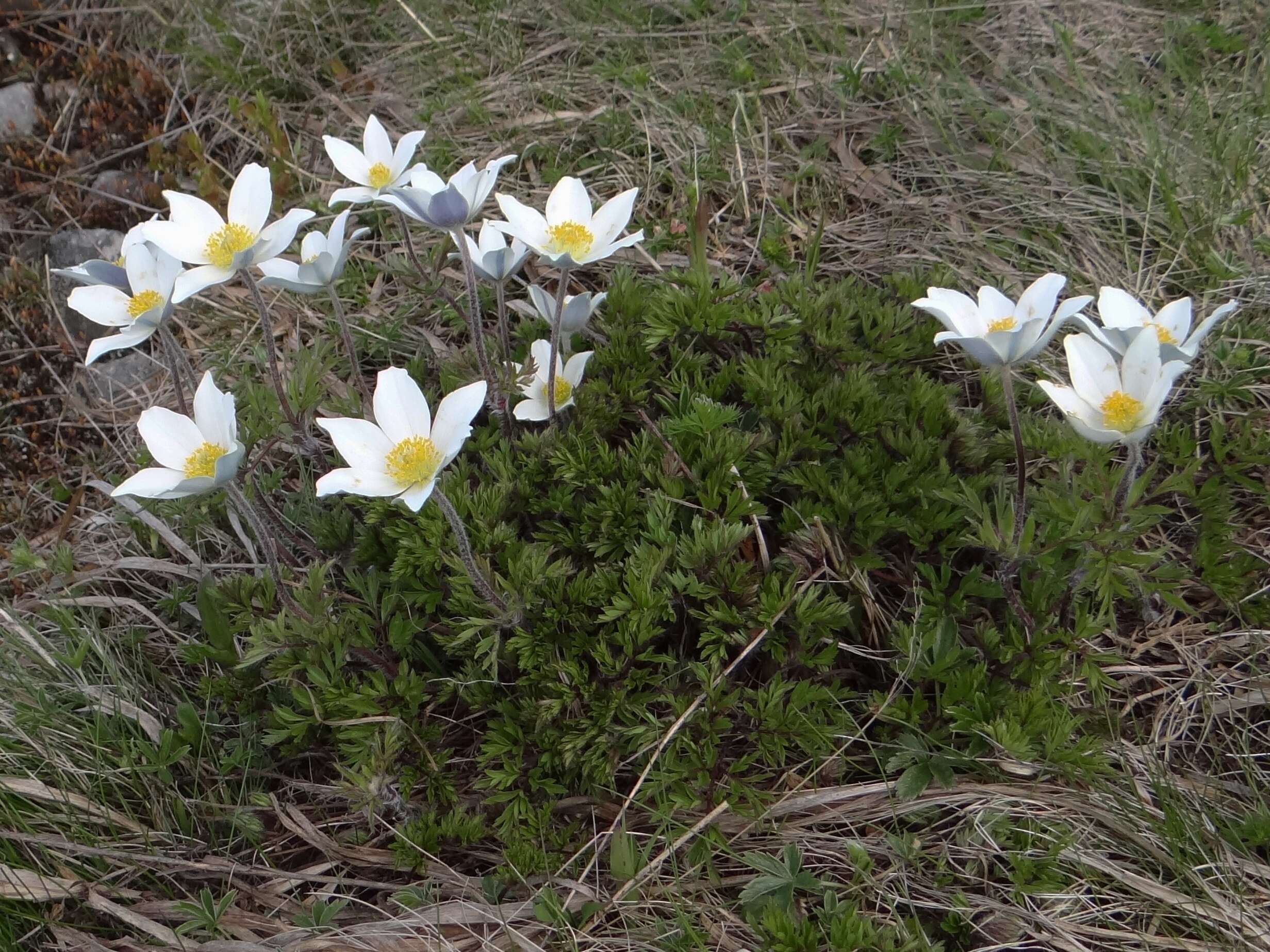 Image of alpine anemone