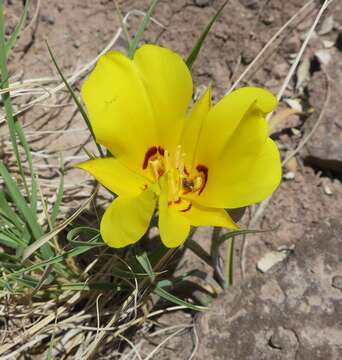 Image of golden mariposa lily