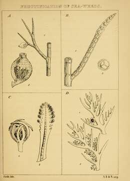 Image of Polysiphonia stricta