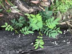 Image of Senna acclinis (F. Muell.) Randell