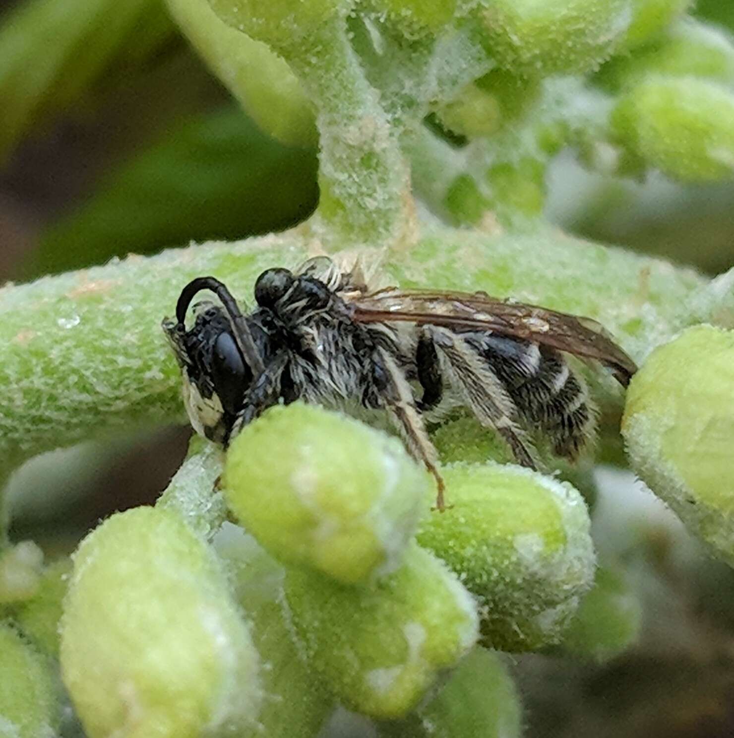 Image of Andrena cressonii cressonii Robertson 1891