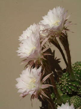 Image of Echinopsis oxygona