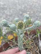 Image of common cottonrose