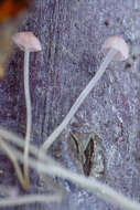 Image of Mycena smithiana Kühner 1938